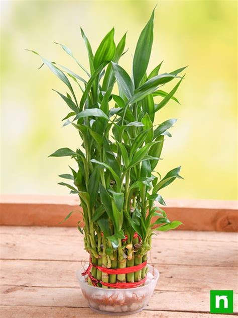 lucky bamboo plant amazon|lucky bamboo buy online.